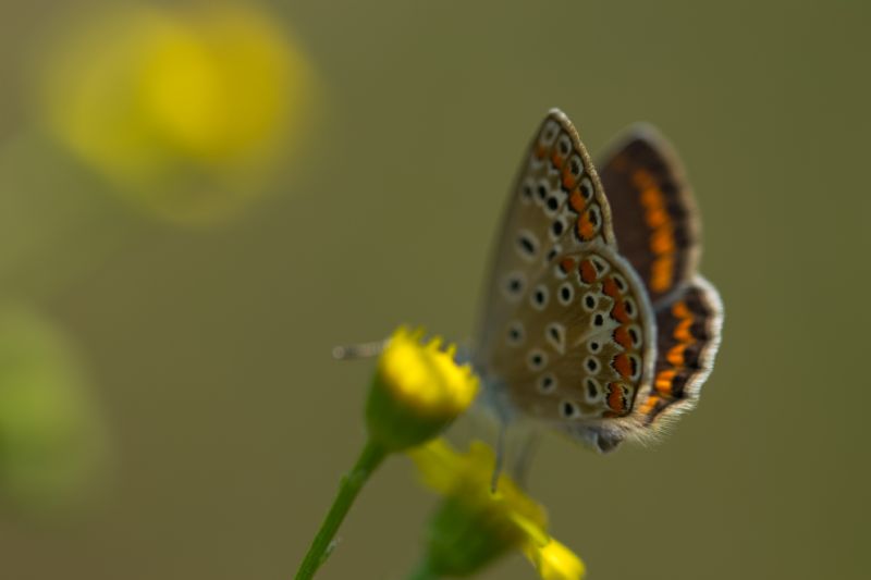 Polyommatus icarus